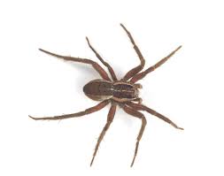 See more ideas about arachnids, spider, arachnids spiders. What Spider Is That Collections Online Museum Of New Zealand Te Papa Tongarewa