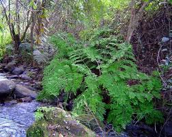 Image result for Osmundaceae