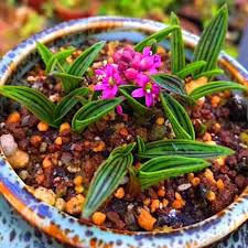 Image result for Ledebouria cooperi