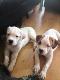 French bulldog puppies for sale to loving homes. American Bulldog Puppies For Sale In London London East London Pets4homes