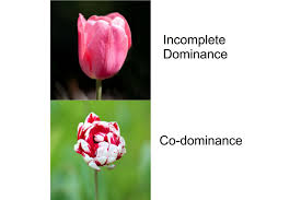 Abo group is considered to be a codominant blood. What Is Genetic Dominance And How Does It Work