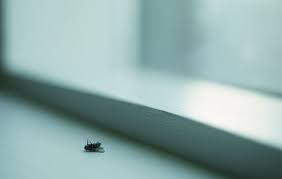 The most effective way to reduce or eliminate pest problems and risks posed by pesticides is to first prevent these pests from entering your home. How To Use A Bug Bomb Safely