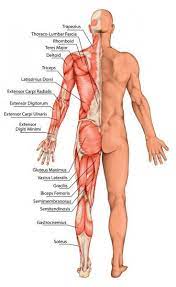 Anatomical Board Male Anatomy Man S Anatomical Body Human Muscular System Surface Anatomy Bo Human Muscular System Human Muscle Anatomy Human Body Muscles