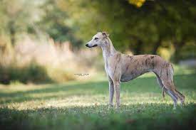 Kollaps a 31 traductions en 12 langues. Kollaps Greyhound And Whippet