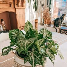 Image result for Syngonium podophyllum