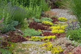 Image result for Sedum glomerifolium