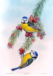 Maybe you would like to learn more about one of these? Blue Tit Antique Bird Print John Gould Hc Richter Birds Of Great Britain Painting By Orchard Arts