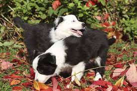 Does Your Dog Eat Leaves Tips To Stop Dogs From Feasting On Foliage