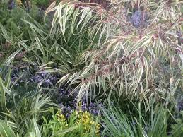 Flowers from spring to summer The List Our 5 Best Australian Plants