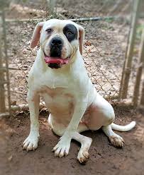 The principal architects of today's american bulldog are alan scott and john d. The Johnson Is One Of The Classic American Bulldogs And A Real Gentle Giant Bullymix Com