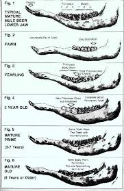 this is a large graphic of a deer jaw be patient deer