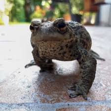 Ich Hatte Gerade Besuch Auf Meiner Terrasse Erdkrote Krote Amphibien Amphibie Bufobufo Tierfoto Tiere Animals Animalphotography In Animals Frog