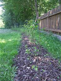 Image result for Živý plot z habru