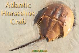 Coloring page of horseshoe crab animals cartoon character for preschool kids activity educational worksheet. Atlantic Horseshoe Crab Facts Pictures Video In Depth Information