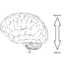 Guide To Basic Brain Anatomy Learn The Parts Of The Brain Brighthub Education