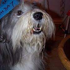 Check spelling or type a new query. Paws 4 Pets Paws4pets Twitter