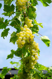 Image result for Vitis vinifera