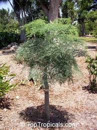 Image result for Tragia hildebrandtii