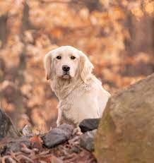 Find golden retrievers for sale in rutland, vt on oodle classifieds. 59 Best Images Golden Retriever Puppies Whiting Vt Meadow Grace Goldens Registered Golden Retrievers Home Facebook Sexgairls14