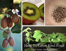 Growing kiwi from seed is not complicated but it will take between 3 to 5 years before you can ta… Grow A Kiwi Fruit From Seed Easy Video Instructions Grow Kiwi From Seed Kiwi Kiwi Growing