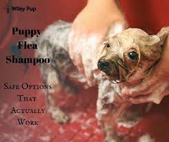 All emails sent to are encouraged because we. Puppy Flea Shampoo 2021 Reviewed Under 4 Weeks To 12 Months Old Go Pup