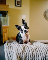 The Dangers Of Residual Animal Urine In Carpets Alpine Specialty Cleaning