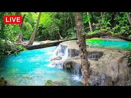 Waterfall Jungle Sounds 24 7 Beautiful Nature Sounds Relaxing Sleep Meditation Healing Study Youtube Jungle Sounds Nature Sounds Beautiful Nature