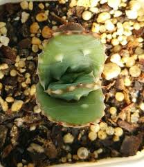 Image result for Aloe aculeata × ortholopha