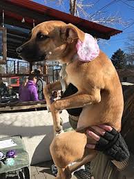 Over 70% new & buy it now; Colorado Springs Co Basenji Meet Elle A Pet For Adoption