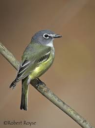 October Bird Of The Month Blue Headed Vireo Beautiful Birds Birds Wild Birds