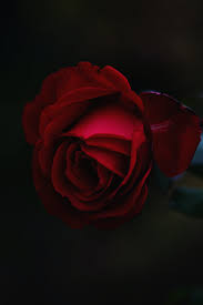 30k Rose Thorns Pictures Download Free Images On Unsplash