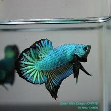 35 Different Types Of Betta Fish With Beautiful Pictures Betta Fish Betta Fish Types Betta