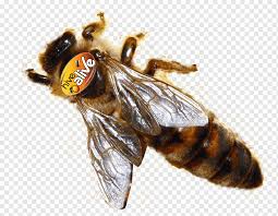Сегодня мы будем создавать призывалку (приманку) для королевы пчёл. Medonosnaya Pchela Shershen Koroleva Pchel Pchelinyj Yad Koroleva Pchel Medonosnaya Pchela Eda Lekarstvennye Preparaty Png Pngwing