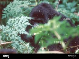 Image result for Cyperus karisimbiensis