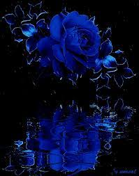 Why couldn't we have helped them both?! Blue Rose In The Rain Blue Roses Wallpaper Beautiful Flowers Wallpapers Beautiful Rose Flowers