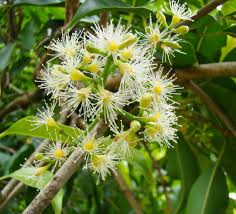 Image result for Syzygium cumini