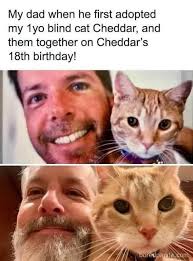 Cat's Birthday Celebration