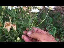 To keep your african daisies healthy and providing new blossoms you will need to prune them from african daisies can grow quite aggressively and quickly take over a yard. Pruning Annual Daisies For More Blooms Youtube