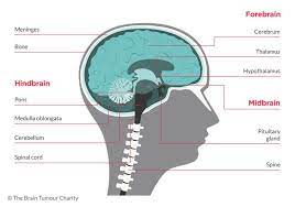 Diagram Of Main Parts Of The Brain Brain Tumor Tumor Brain