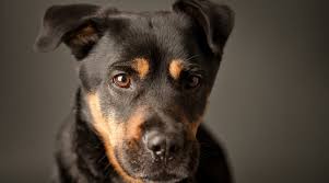It is strong, muscular, may have a rottie tail, which should be docked. Rottweiler Labrador Retriever Mix Labrottie Breed Info Pictures More