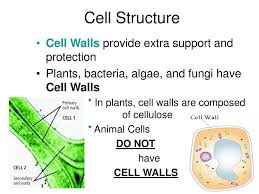 Animal cell walls are composed of. Cell Structure And Function Ppt Download