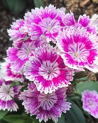 Pin By Margit Zimara On Pink Roses Dried Flower Bouquet Strange Flowers Flower Pot Garden