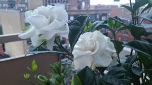 Blooming from late spring through early summer, this great gardenia makes a splendid accent shrub or container specimen. First Flowers I Ve Ever Grown Love The Smell Of These Gardenias Gardening