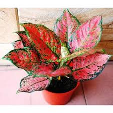 Diambil dari nama kolektor tumbuhan hias di manila, adelia angeles, tumbuhan aglaonema adelia mempunyai. 11 Jenis Aglonema Yang Cocok Dijadikan Penghias Ruangan