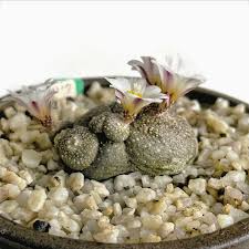 Image result for Coleochloa