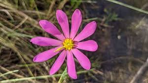 Image result for Swertia erosula