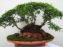 Bonsai Sri Lanka Home Facebook