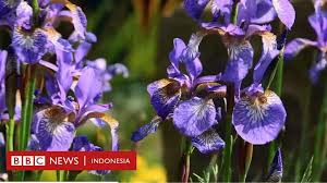 Maybe you would like to learn more about one of these? Bahan Parfum Langka Seharga Hampir Rp900 Juta Per Kilogram Bbc News Indonesia