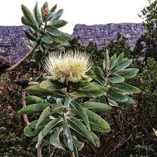 Table Mountain Prota Visual Photo Botanical