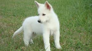 Black And White German Shepherd Puppy A White German Shepherd Puppy Baby German Shepherds German Shepard Puppies Shepherd Puppies